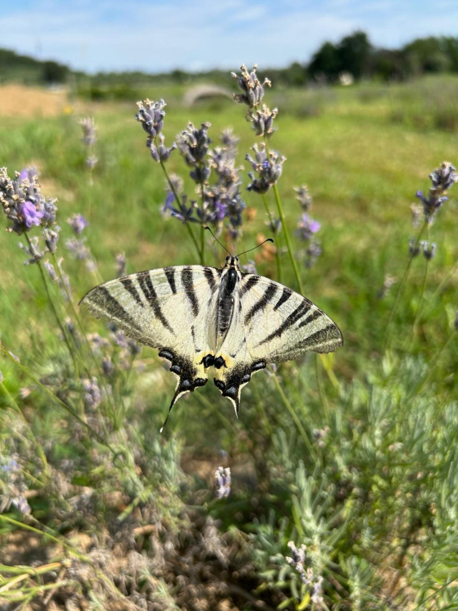 Agriturismo Al Mancino لوناتو المظهر الخارجي الصورة