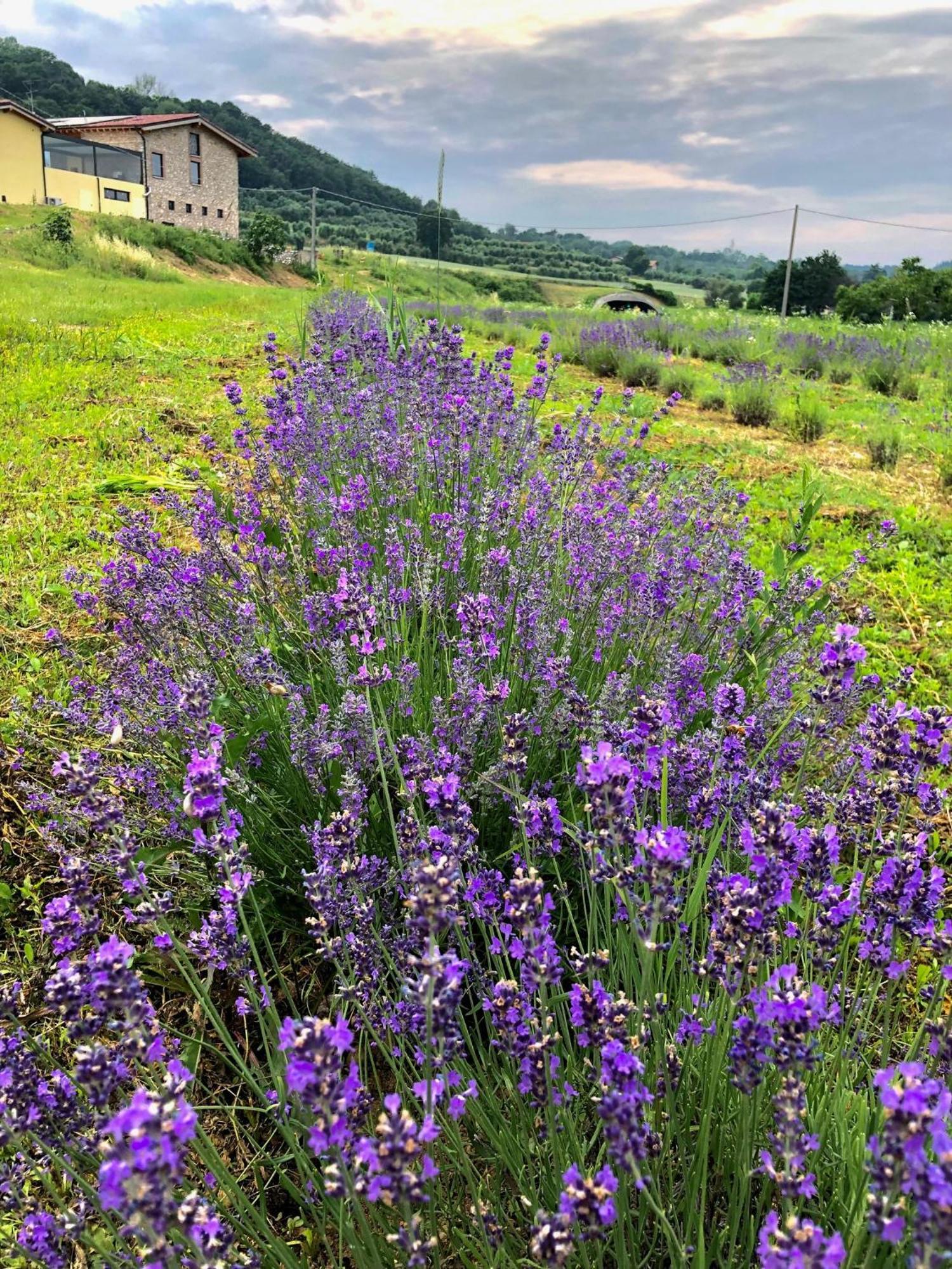 Agriturismo Al Mancino لوناتو المظهر الخارجي الصورة