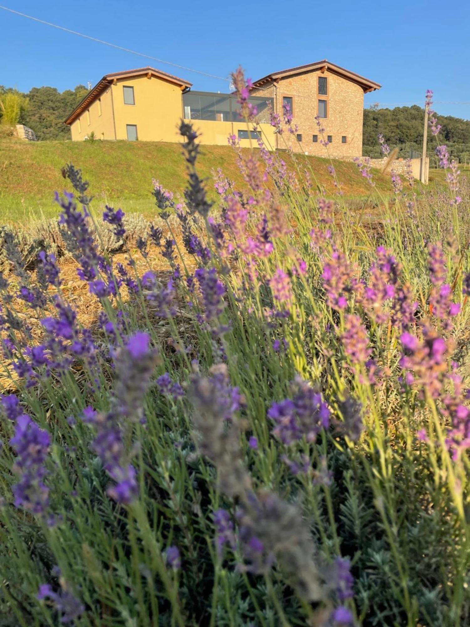 Agriturismo Al Mancino لوناتو المظهر الخارجي الصورة